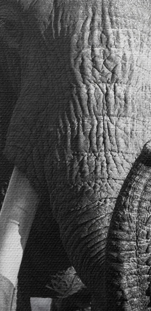 An elephant with tusks walking An elephant with tusks walking