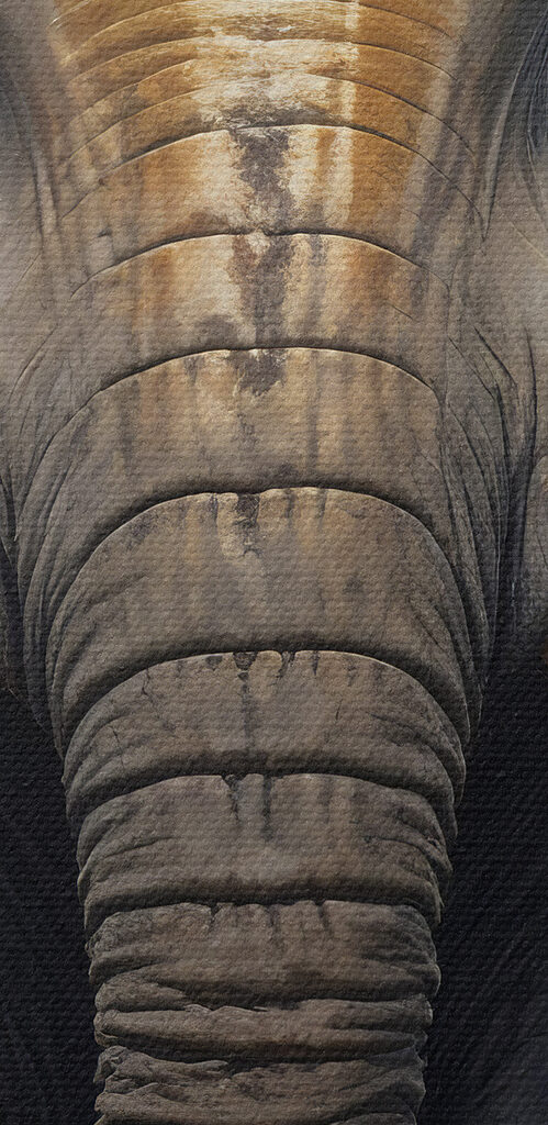 An elephant with large ears