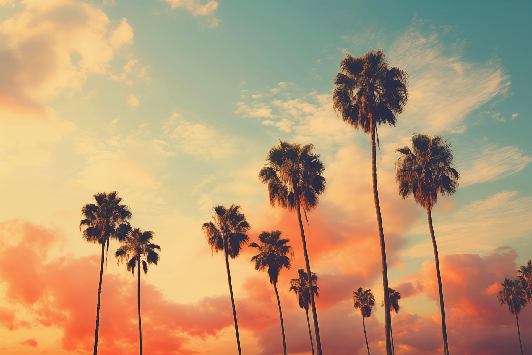 Group of palm trees against a sunset Group of palm trees against a sunset