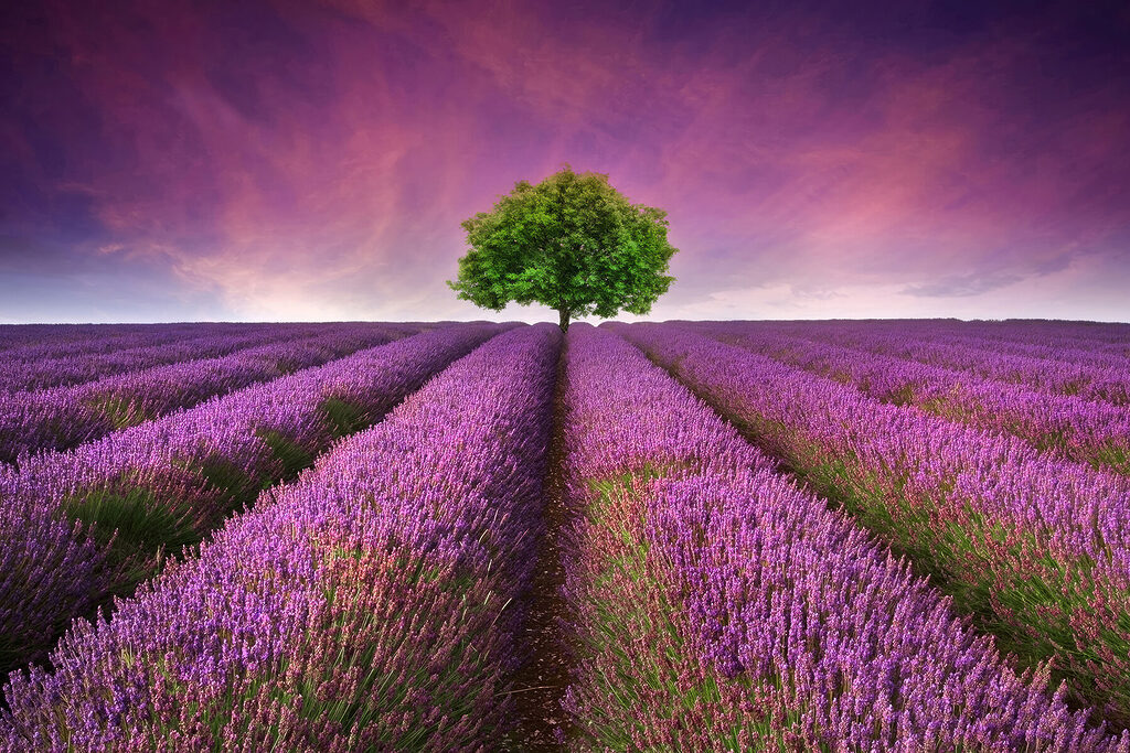 Tree in a field of lavender Tree in a field of lavender