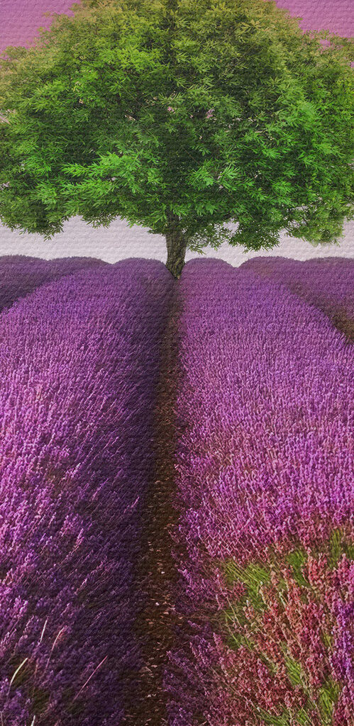 Tree in a field of lavender Tree in a field of lavender