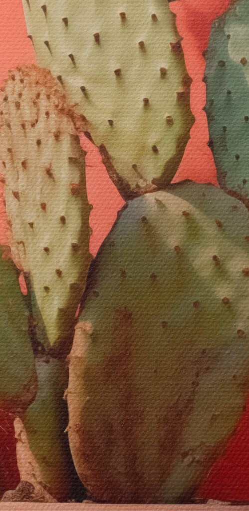 Cactus in a pot against a wall