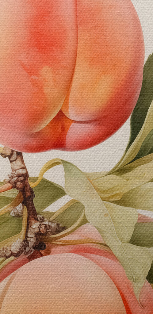 Branch of peaches with leaves