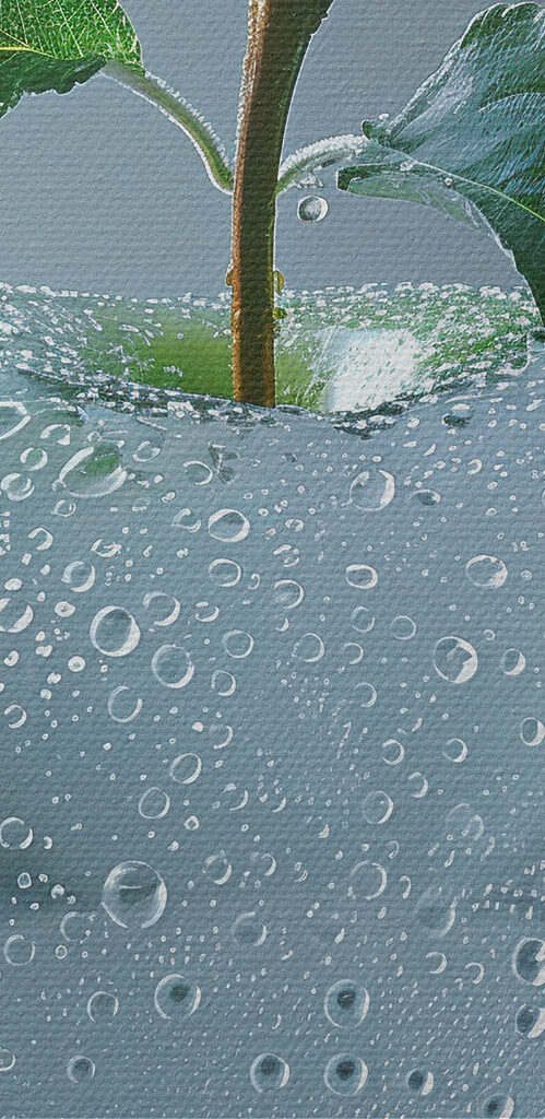 Clear apple with water drops on it Clear apple with water drops on it