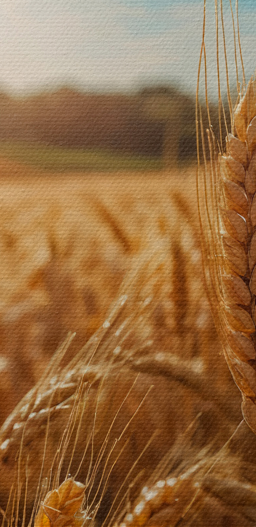 Pole pszenicy ze słońcem w tle