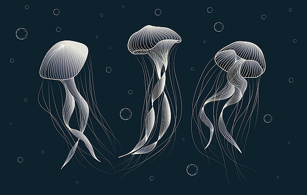 Grupa meduz w wodzie Grupa meduz w wodzie