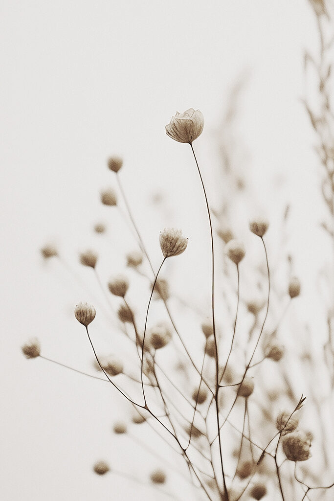 Delicate blooms in soft focus elegance