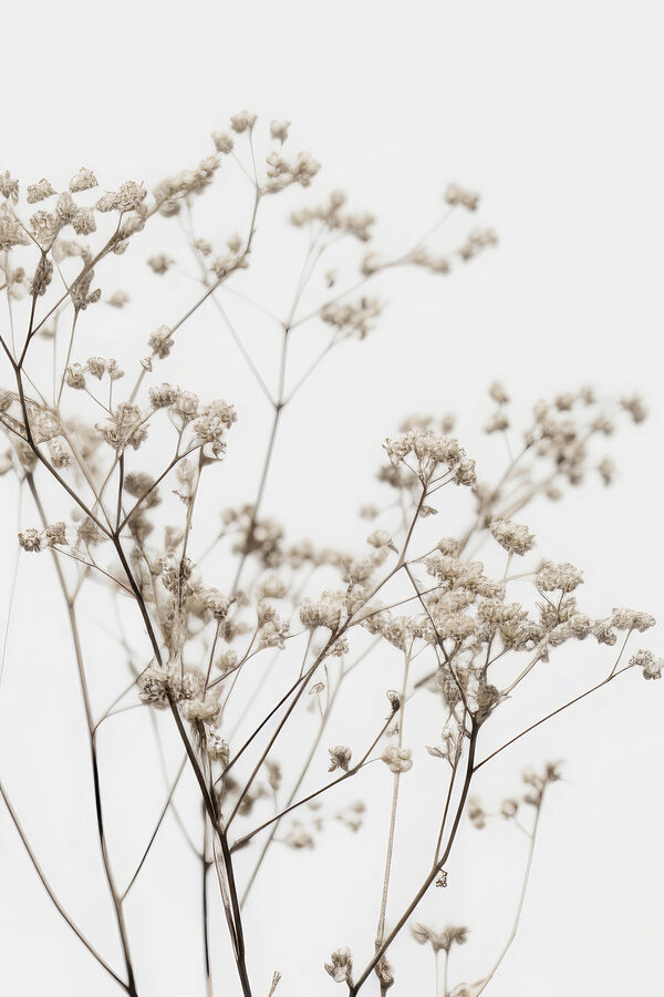 Delicate dried flowers against white backdrop Delicate dried flowers against white backdrop