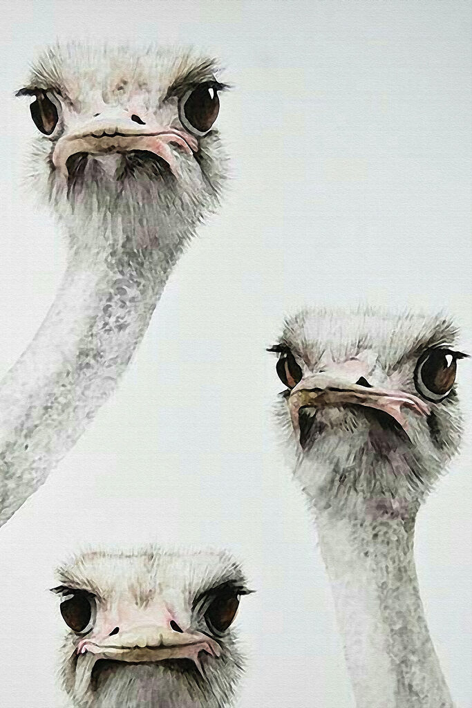 Group of ostriches with their heads up Group of ostriches with their heads up