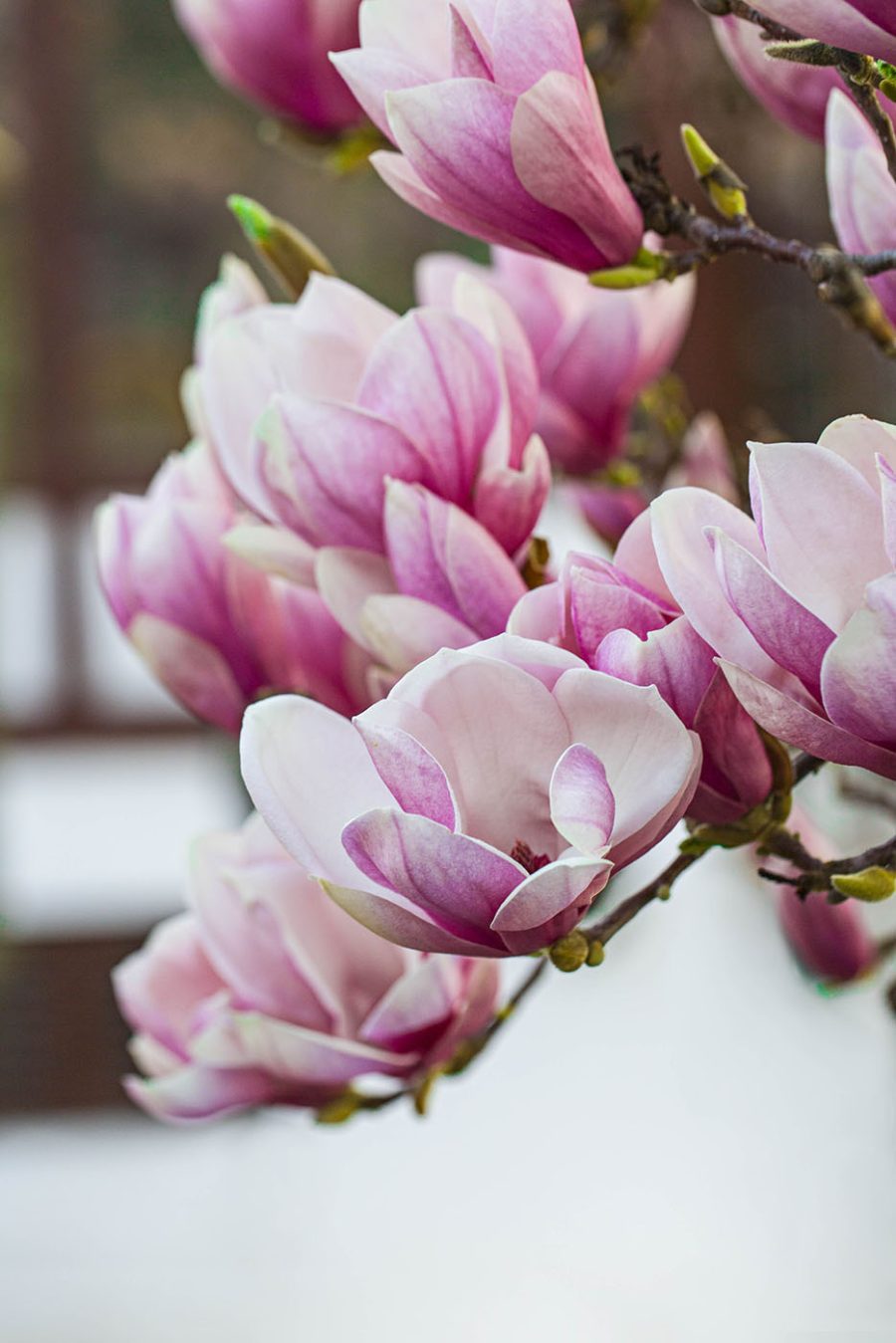 Wiosenna magnolia zakwita na nowo.