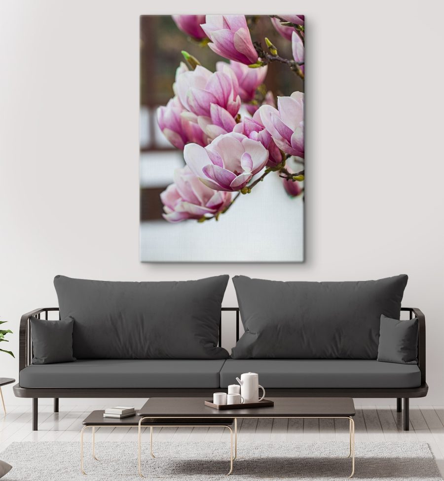 Wiosenna magnolia zakwita na nowo.