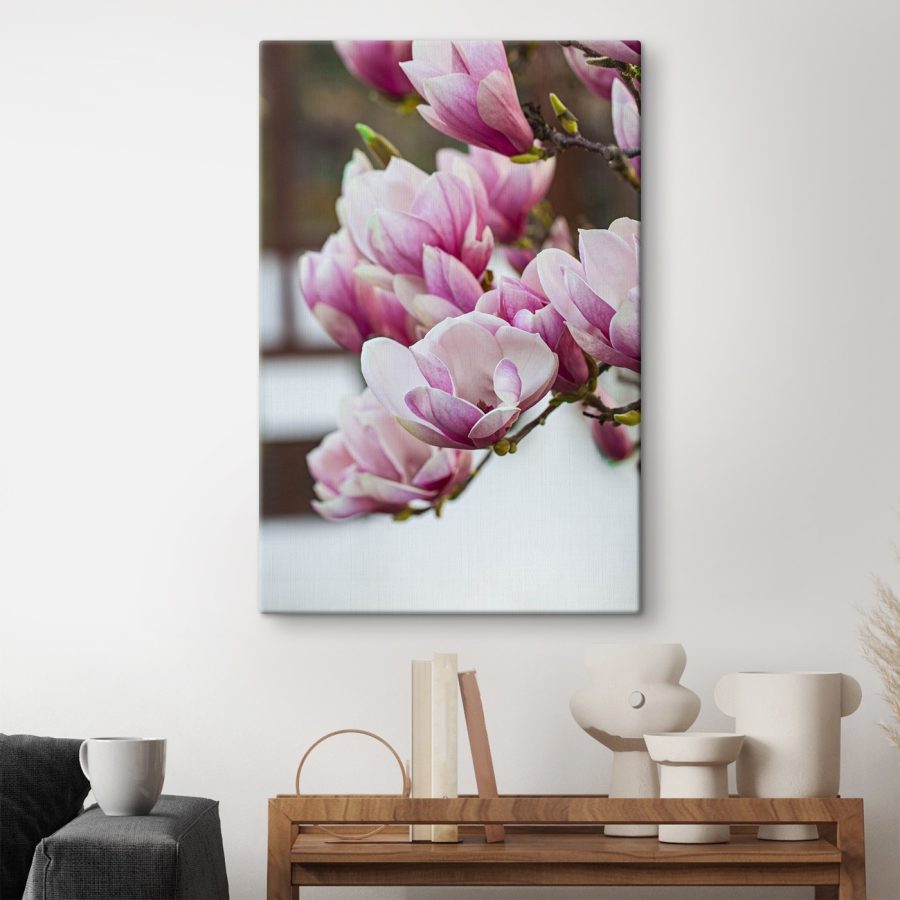 Wiosenna magnolia zakwita na nowo.