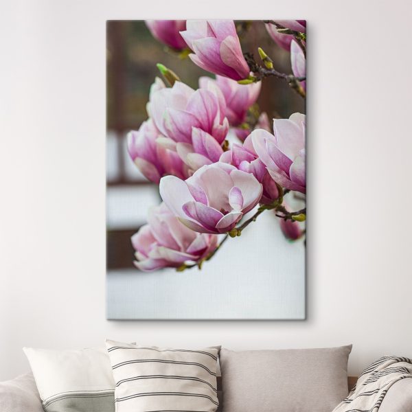 Wiosenna magnolia zakwita na nowo. Wiosenna magnolia zakwita na nowo.