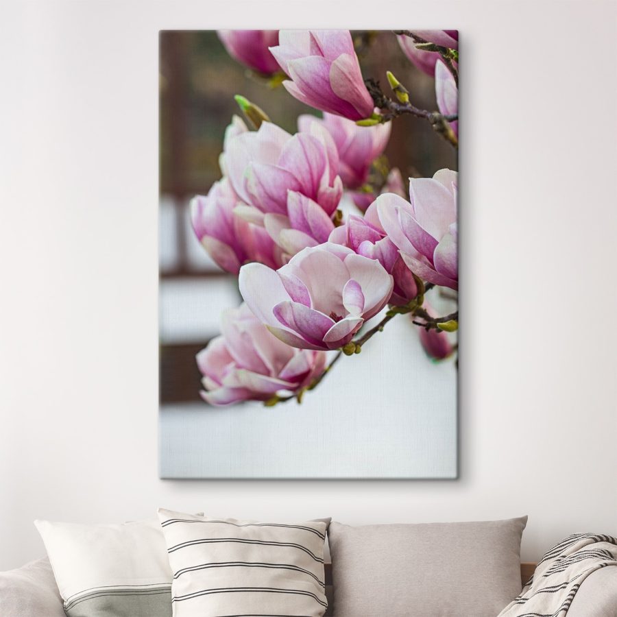 Wiosenna magnolia zakwita na nowo.