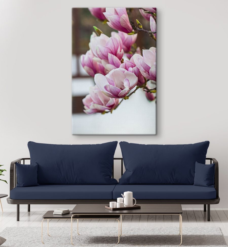 Wiosenna magnolia zakwita na nowo.