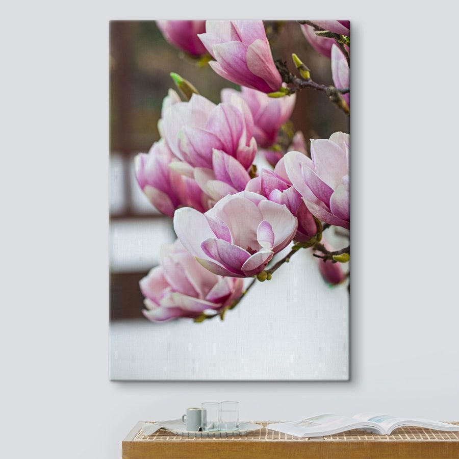 Wiosenna magnolia zakwita na nowo.