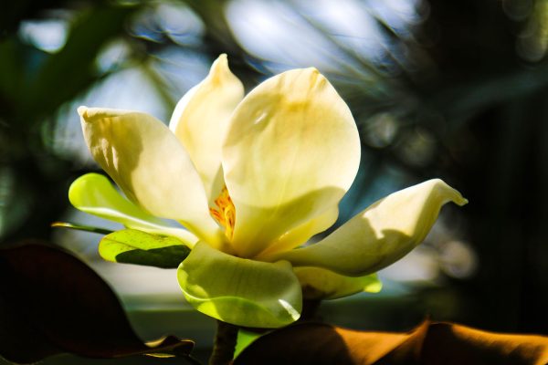 Kremowa magnolia, rozświetlona światłem Kremowa magnolia, rozświetlona światłem