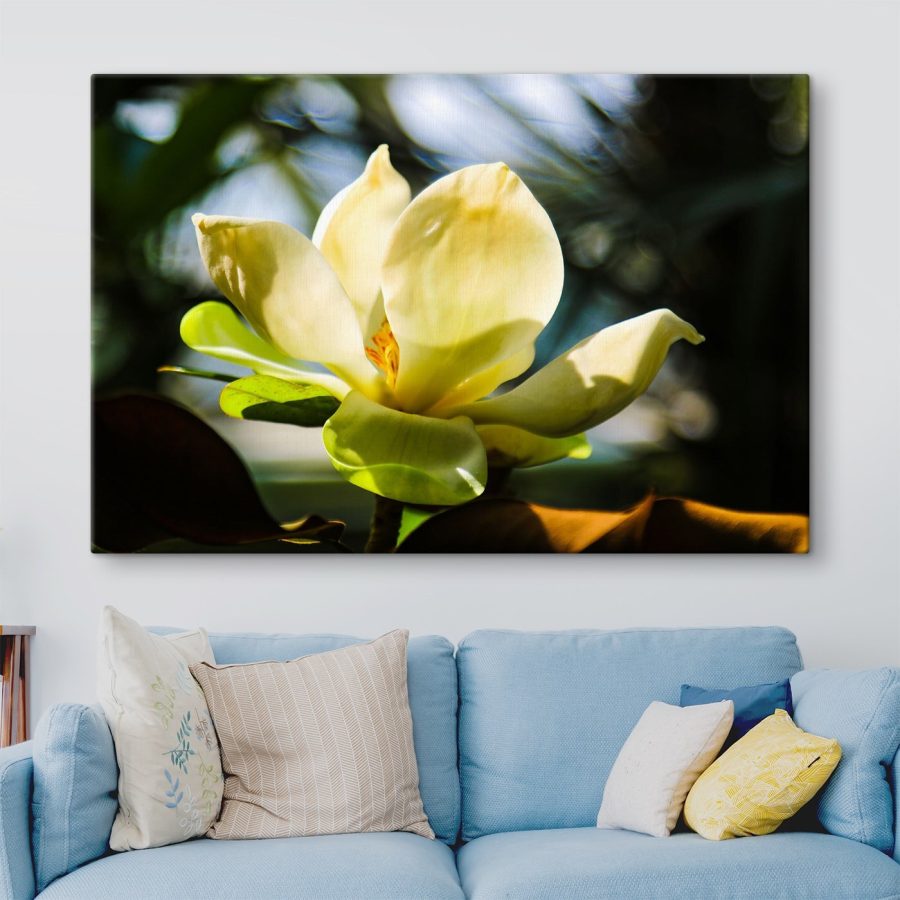 Kremowa magnolia, rozświetlona światłem