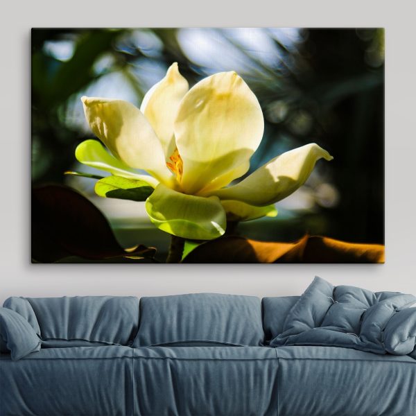 Kremowa magnolia, rozświetlona światłem Kremowa magnolia, rozświetlona światłem