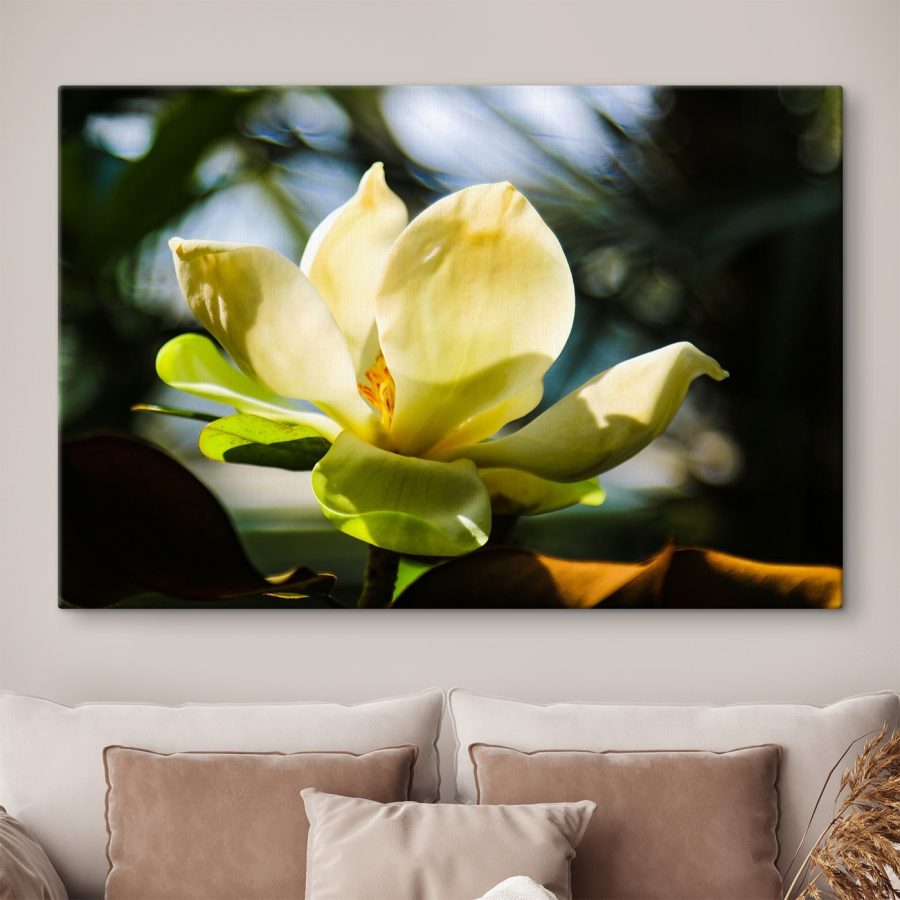 Kremowa magnolia, rozświetlona światłem