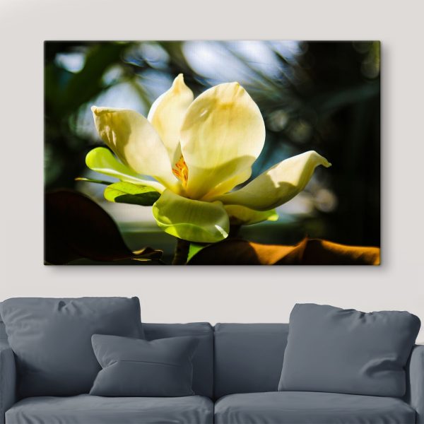 Kremowa magnolia, rozświetlona światłem Kremowa magnolia, rozświetlona światłem