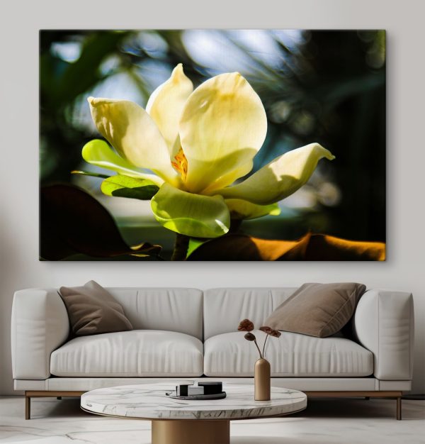 Kremowa magnolia, rozświetlona światłem Kremowa magnolia, rozświetlona światłem