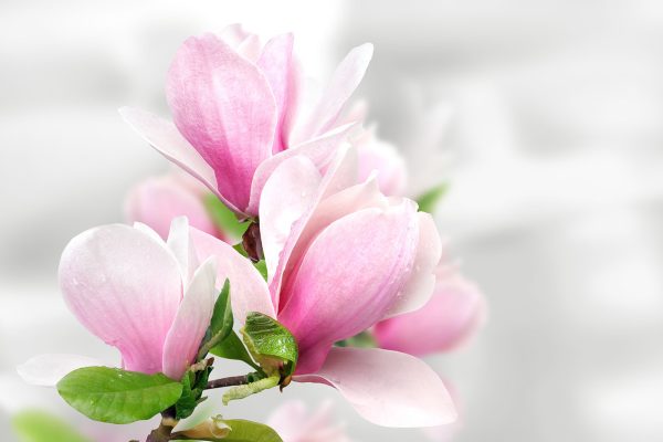 Kwitnące kwiaty różowej magnolii Kwitnące kwiaty różowej magnolii