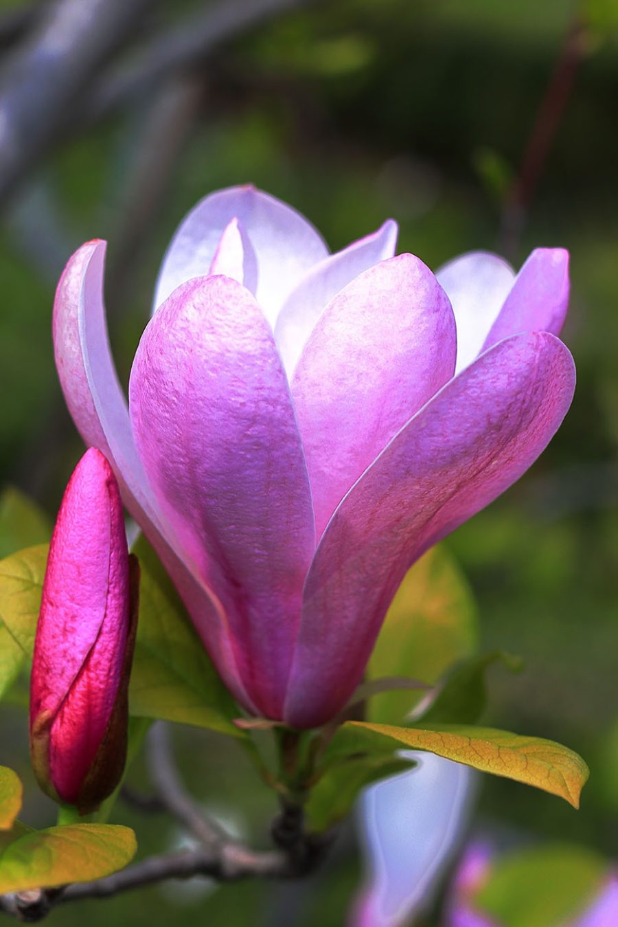 Magnolia: Wdzięczny kwiat natury