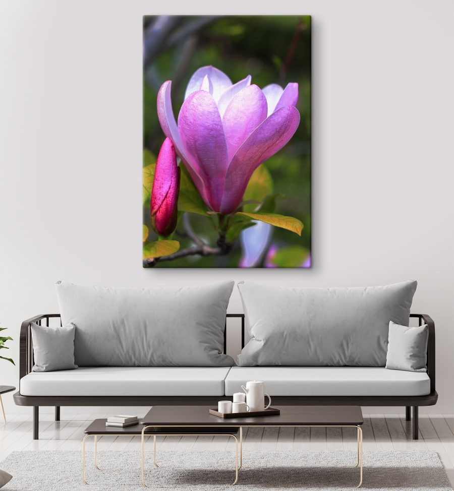 Magnolia: Wdzięczny kwiat natury