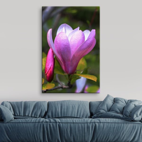 Magnolia: Wdzięczny kwiat natury Magnolia: Wdzięczny kwiat natury