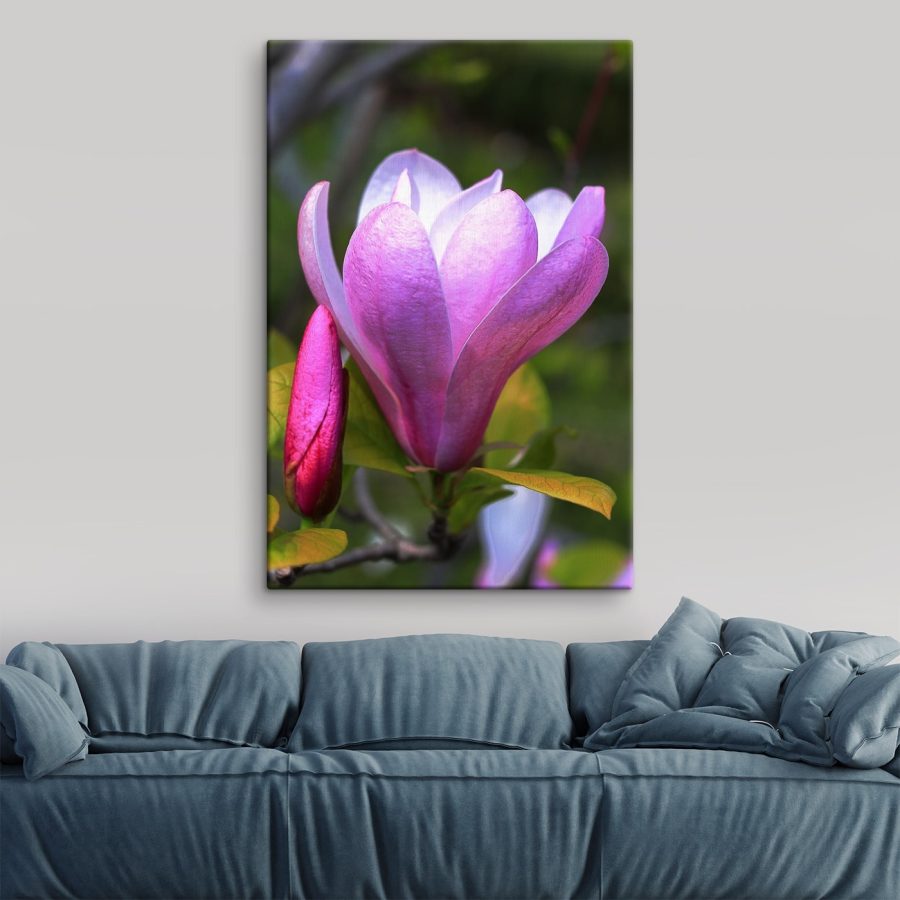 Magnolia: Wdzięczny kwiat natury