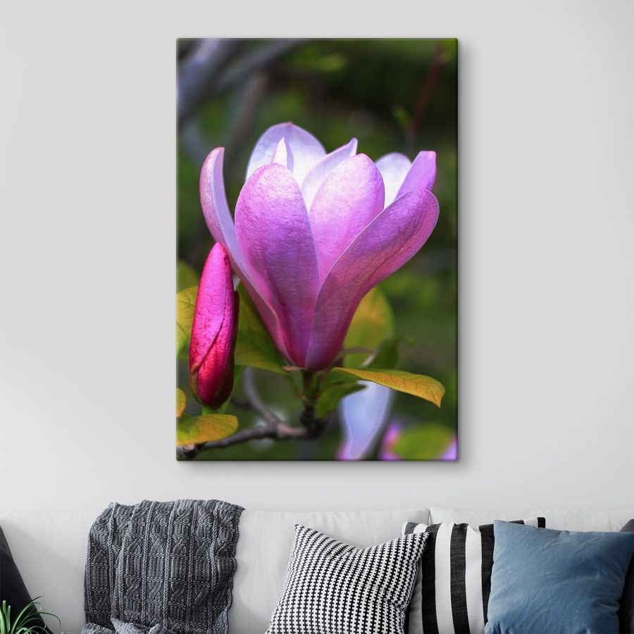 Magnolia: Wdzięczny kwiat natury