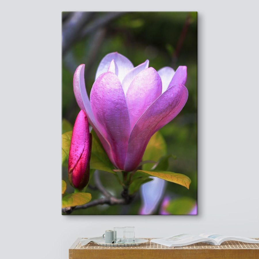 Magnolia: Wdzięczny kwiat natury