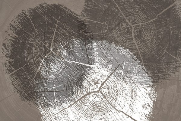 Pierścienie drzew w szczegółach monochromatycznych Pierścienie drzew w szczegółach monochromatycznych