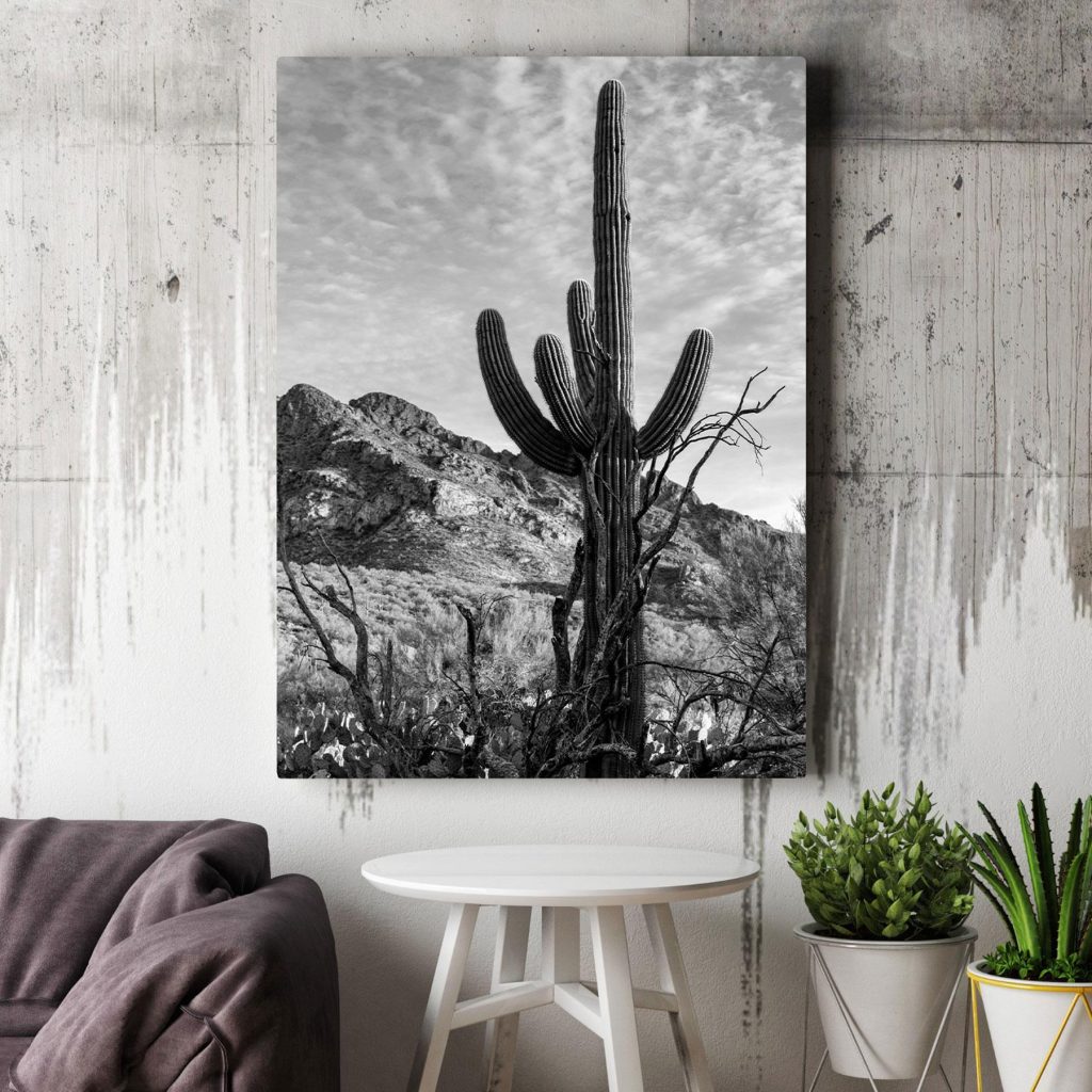 Cactus in the desert