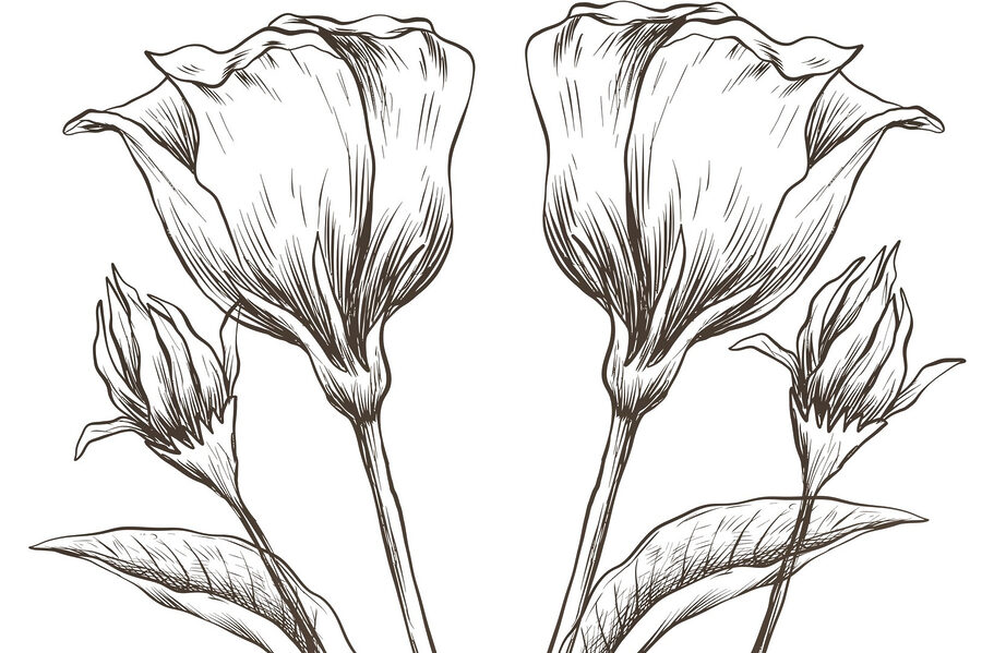 Drawing of flowers on a white background Drawing of flowers on a white background