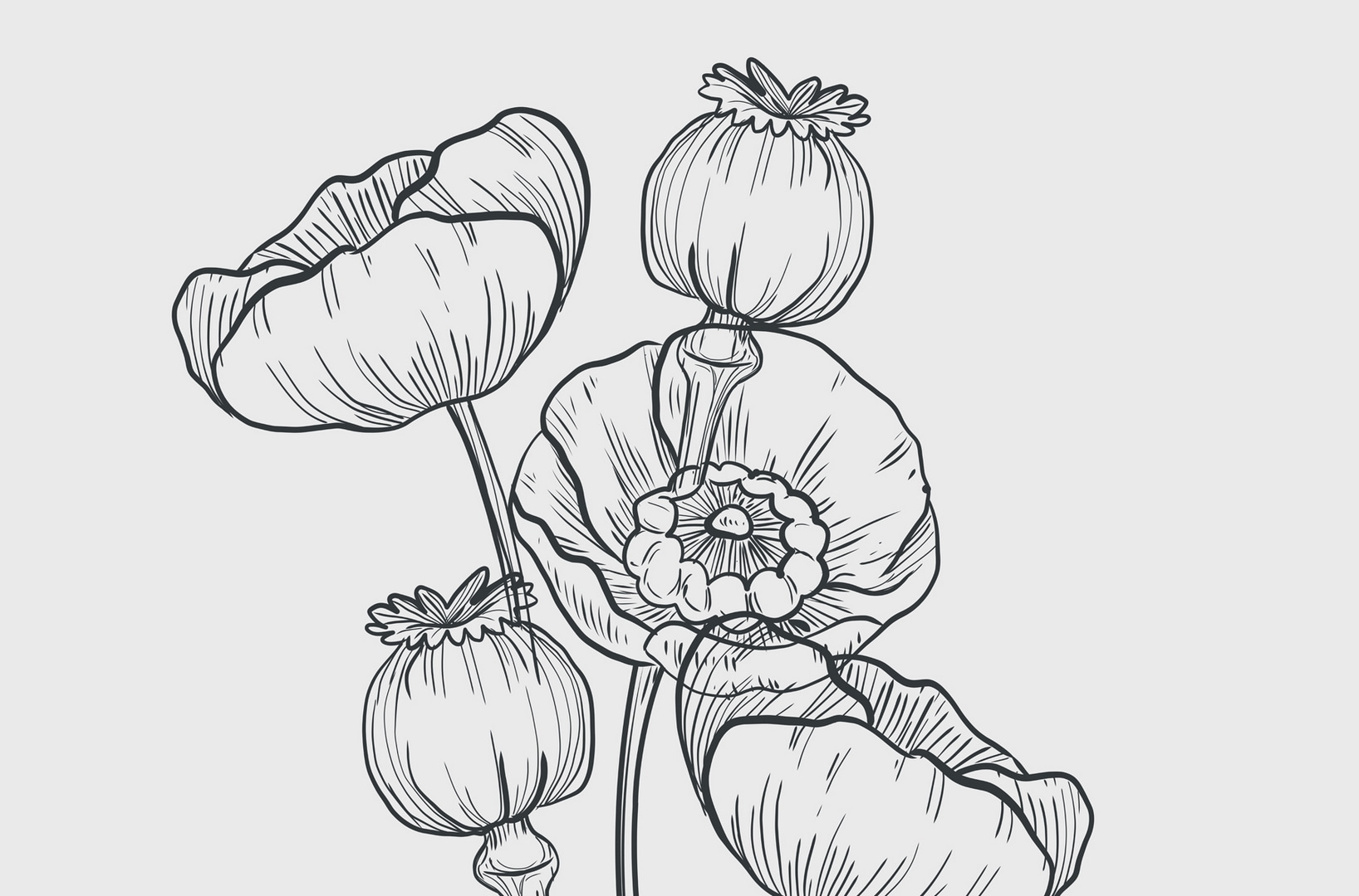Drawing of flowers on a white background Drawing of flowers on a white background