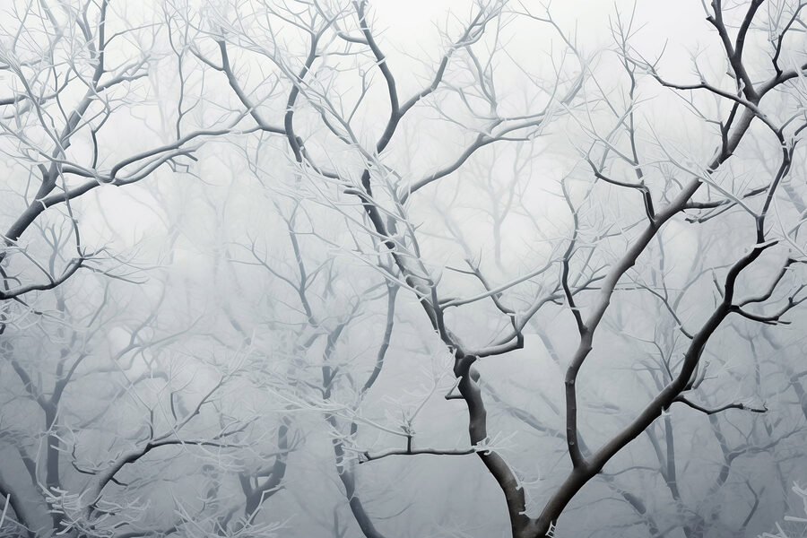 Tree branches with snow on them Tree branches with snow on them