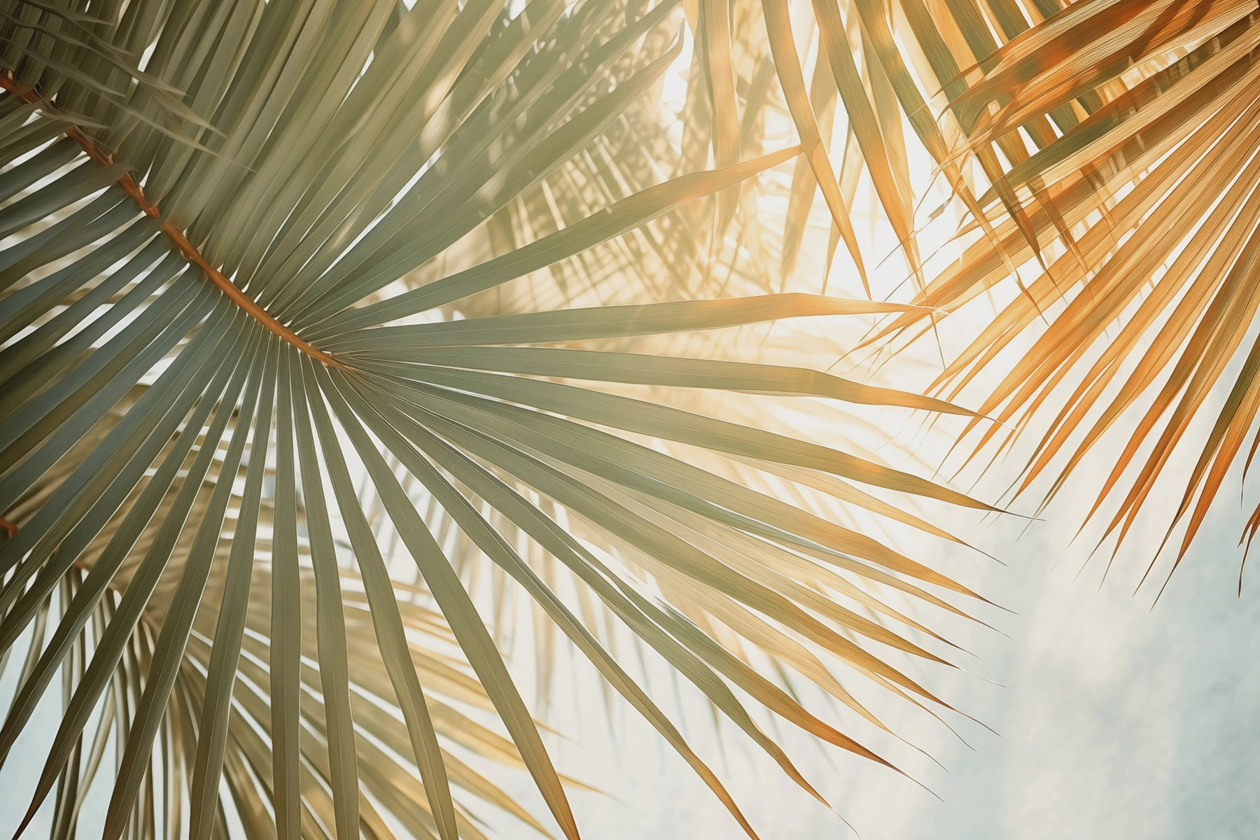 Serene palms under soft sunlight