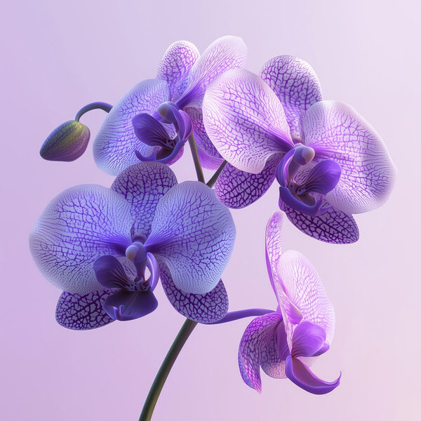 Fioletowy i biały kwiat orchidei Fioletowy i biały kwiat orchidei