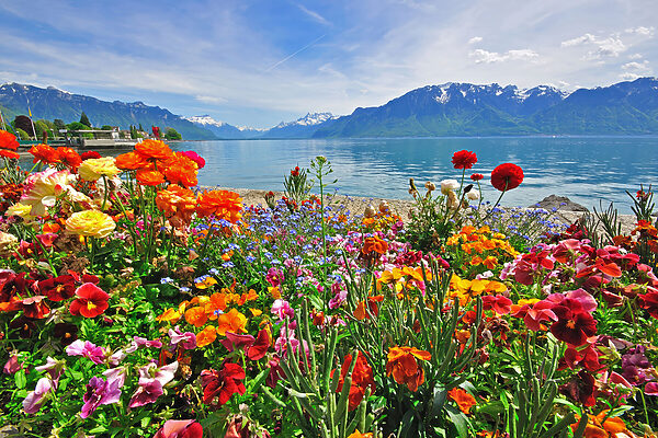 Canvas prints Flower bed with flowers and a lake in the background Canvas prints Flower bed with flowers and a lake in the background