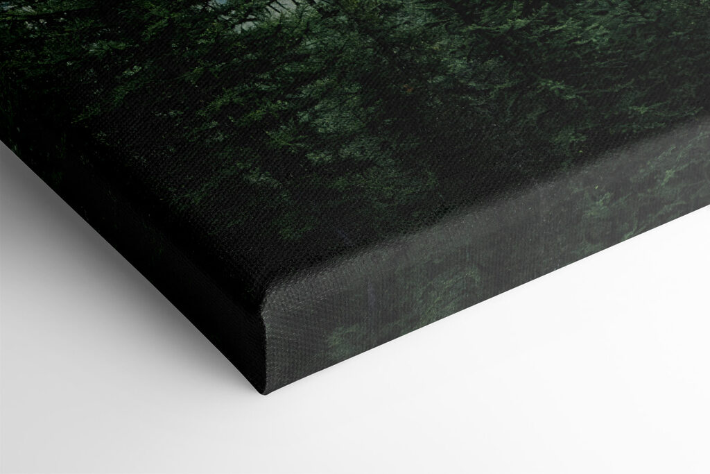 Forest with fog and clouds Forest with fog and clouds