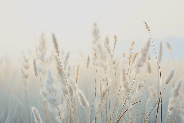 Miękkie trawy w spokojnym słońcu Miękkie trawy w spokojnym słońcu