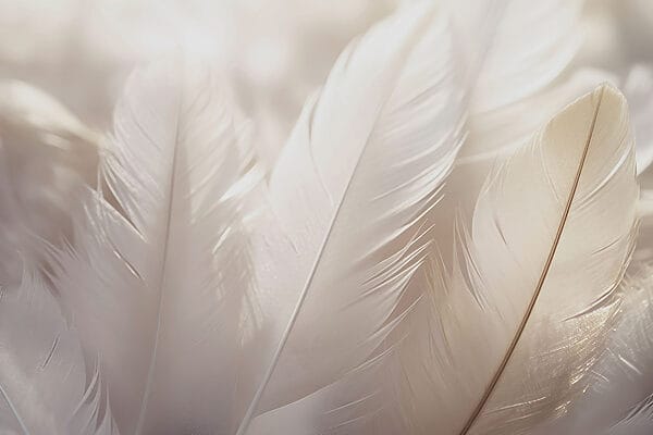 Miękka elegancja delikatnych piór Miękka elegancja delikatnych piór