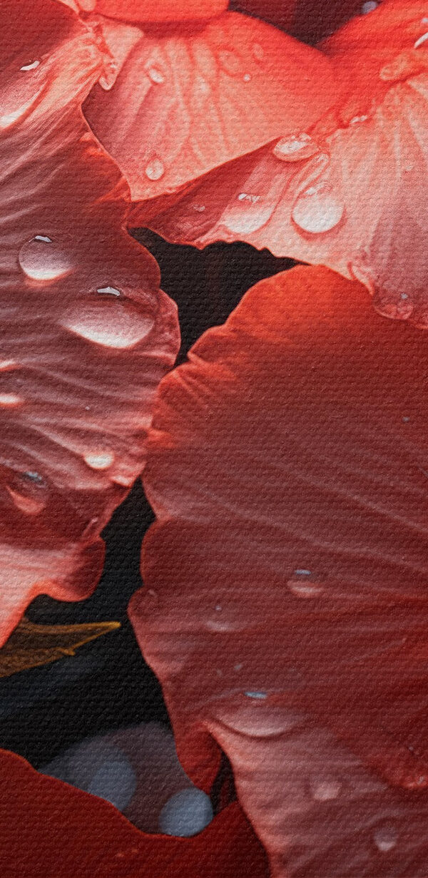 Grupa czerwonych kwiatów Grupa czerwonych kwiatów