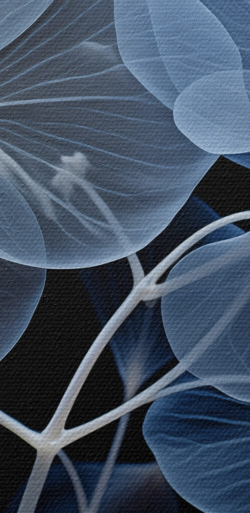 Translucent flowers on a dark background