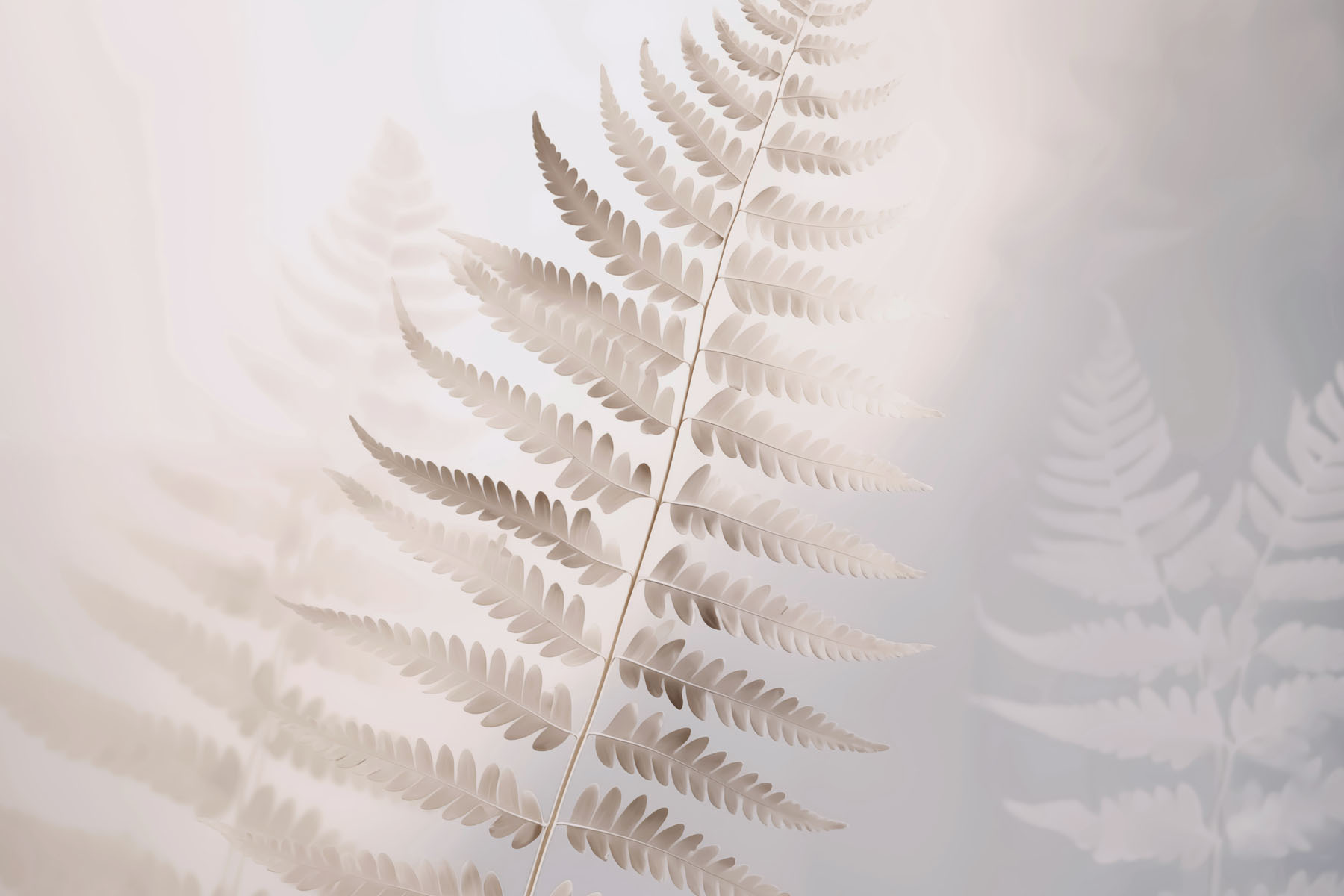 Delicate fern in soft light Delicate fern in soft light