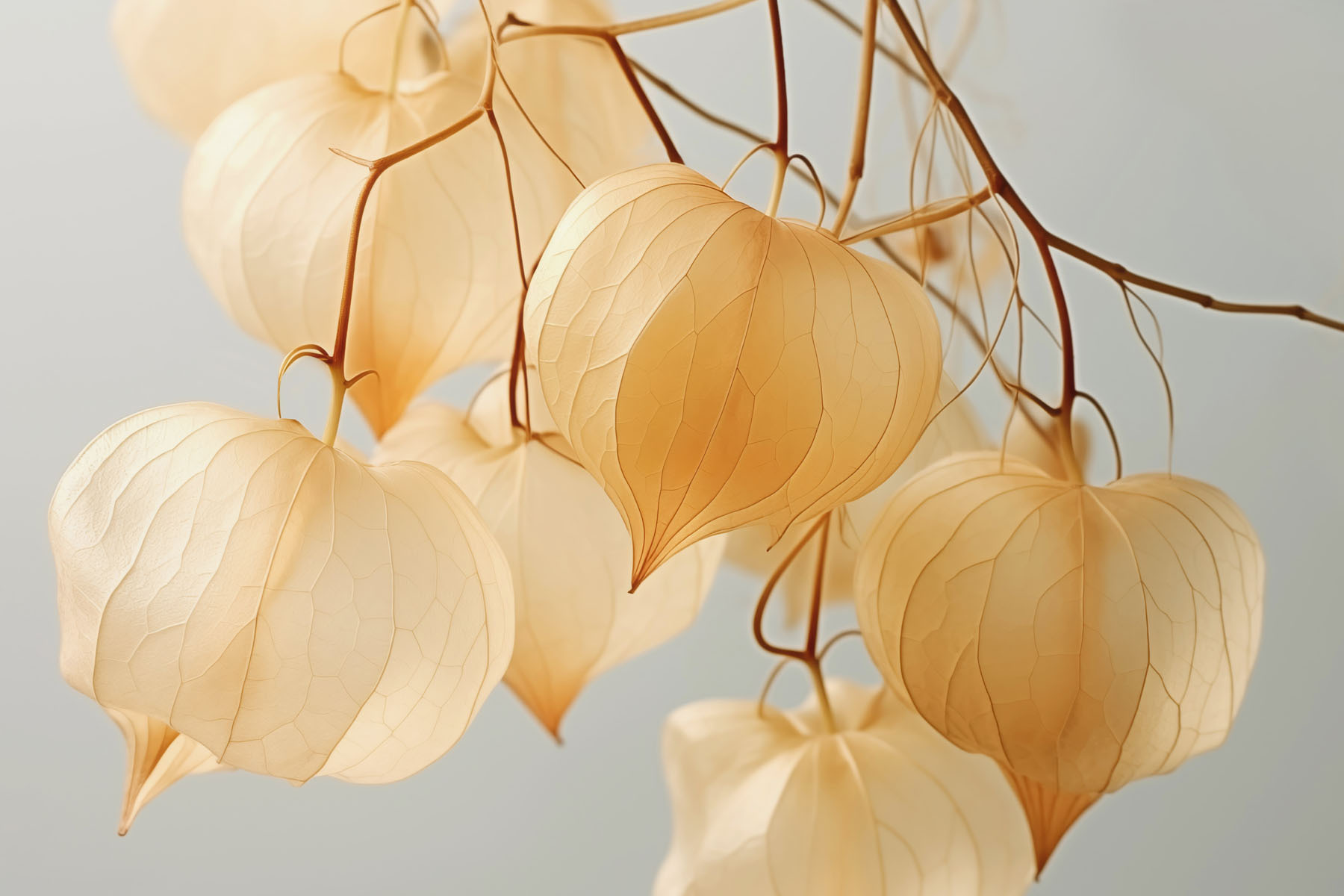 Delicate lanterns in soft hues