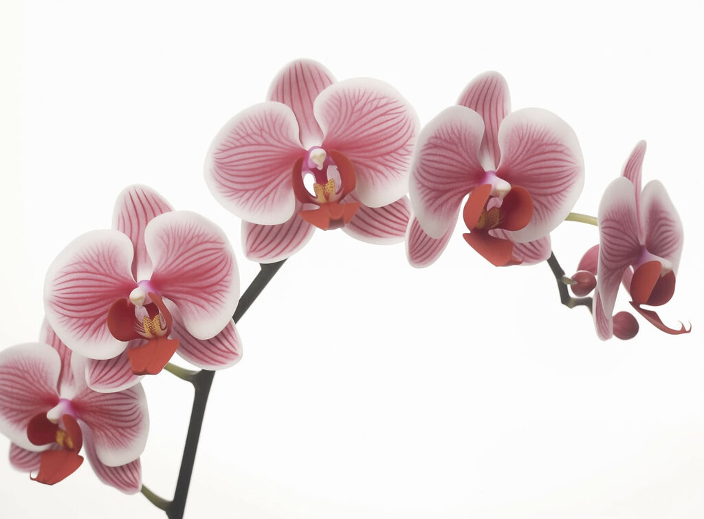 Delikatne orchidee w łagodnym rozkwicie Delikatne orchidee w łagodnym rozkwicie