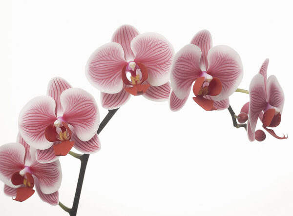 Delikatne orchidee w łagodnym rozkwicie Delikatne orchidee w łagodnym rozkwicie